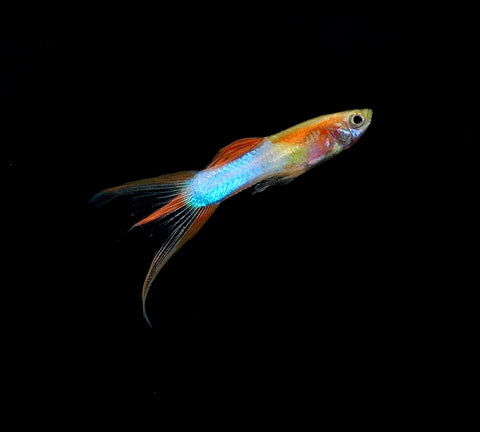 *RARE* Double Swords Red Wild Endler Guppy