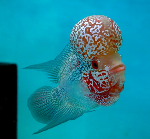 #7 Super Red Dragon Flowerhorn (Super Big Hump Head)