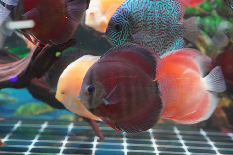 Red Cover (Red Rose Cover) Ground Body Discus size 4.5” Premium Grade Discus (Copy)