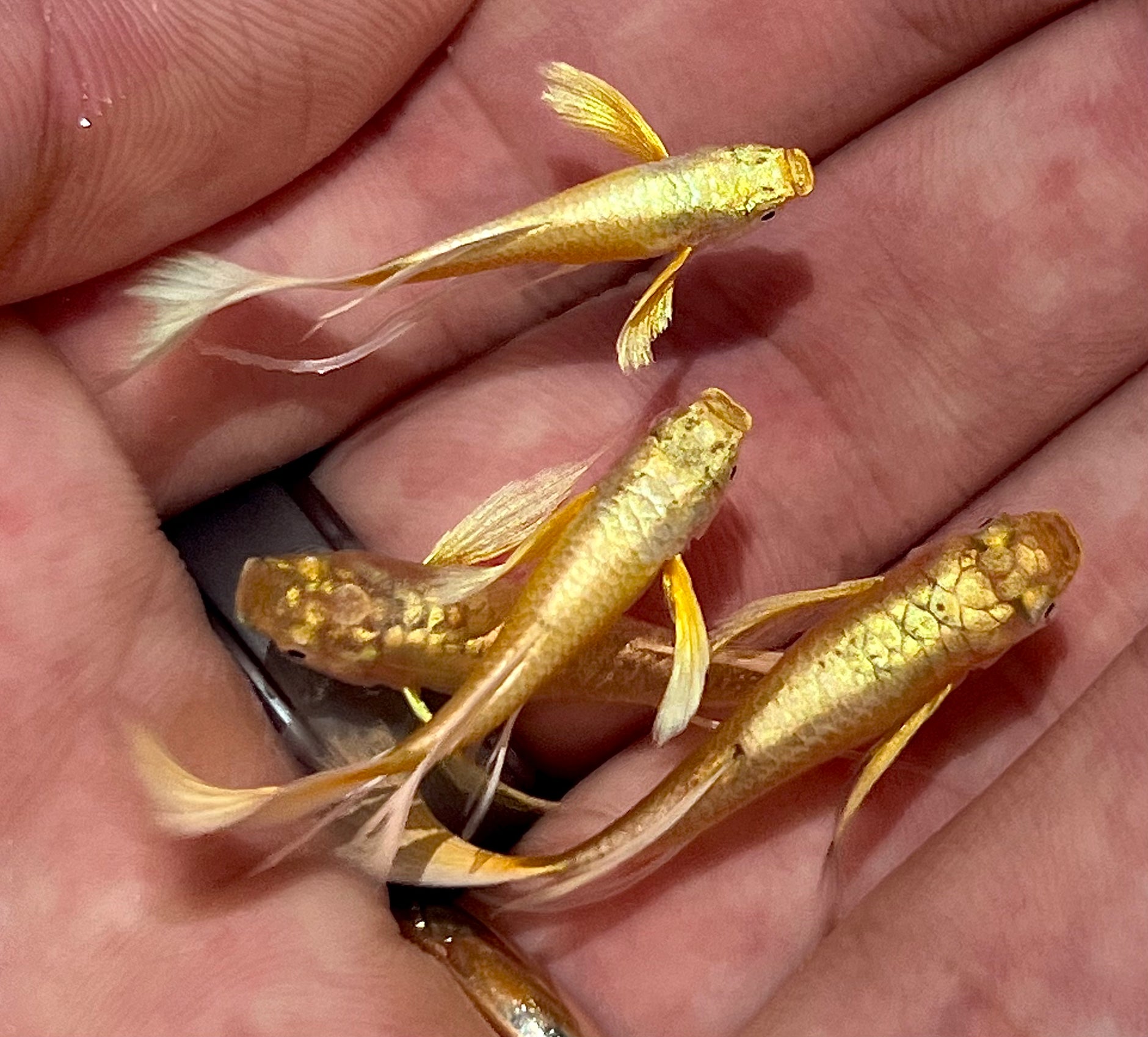 Nano Aquatic Fish – Houston Aqua
