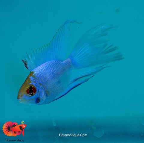 RARE Electric Blue Balloon Ram Cichlids (Short Body)