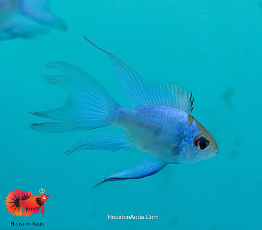 1 Trio - RARE Cichlid Rams Short Body - Electric Blue Balloon Ram (1 Male + 2 Female)