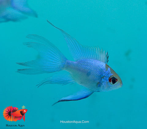 RARE Electric Blue Balloon Ram Cichlids (Short Body)