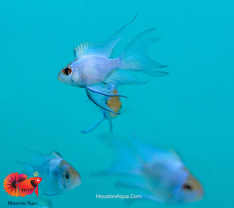 RARE Electric Blue Balloon Ram Cichlids (Short Body)