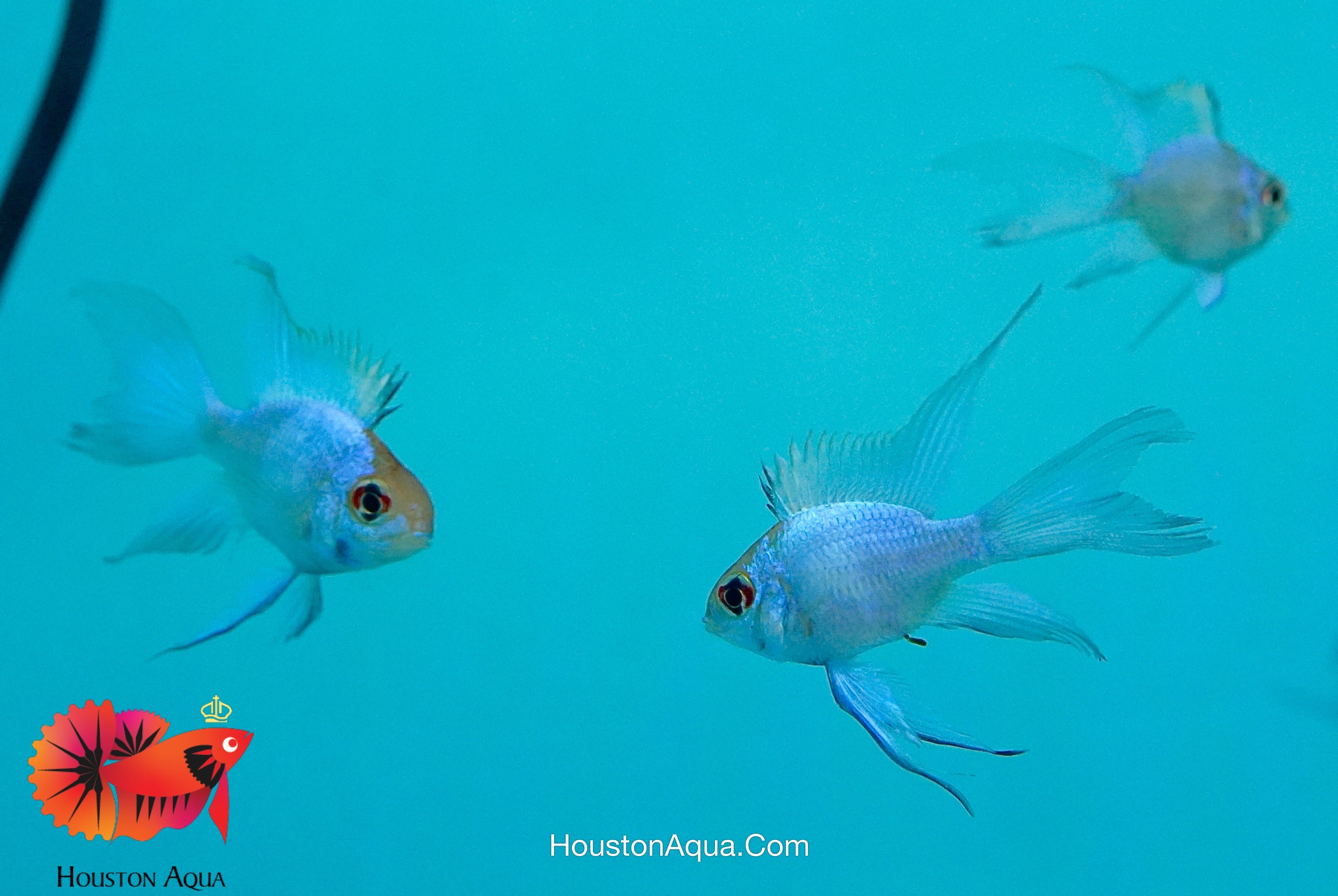 Blue Ramp Fish Electric Blue Ram