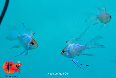 RARE Electric Blue Balloon Ram Cichlids (Short Body)