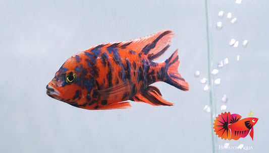 Red O.B Peacock African Cichlid Size 5"-6"