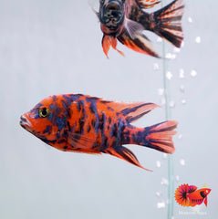 Red O.B Peacock African Cichlid Size 5"-6"