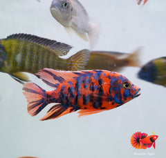 Red O.B Peacock African Cichlid Size 5"-6"