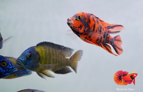 Blue Neon Head O.B Peacock African Cichlid Size 3”