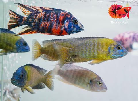 Blue Neon Head O.B Peacock African Cichlid Size 3”