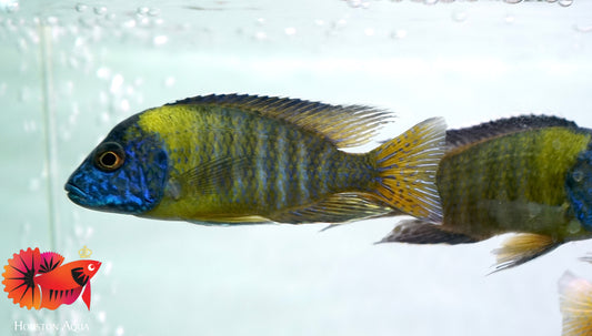 Yellow Blue Head O.B Peacock African Cichlid Size 5"-6"