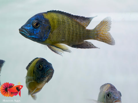 Blue Neon Head O.B Peacock African Cichlid Size 3”