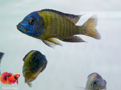 Yellow Blue Head O.B Peacock African Cichlid Size 5"-6"