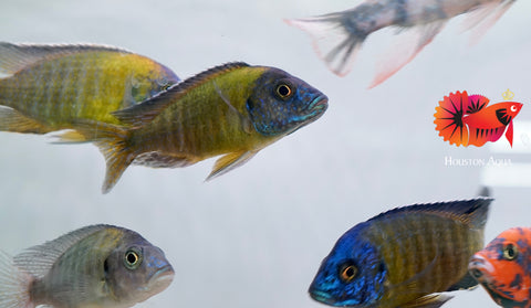 Blue Neon Head O.B Peacock African Cichlid Size 3”