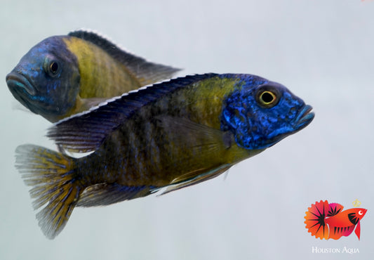 Yellow Blue Head O.B Peacock African Cichlid Size 5"-6"