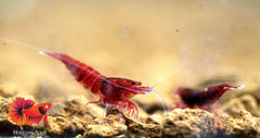 Red Devil Caridina Shrimp - Grade SSS++