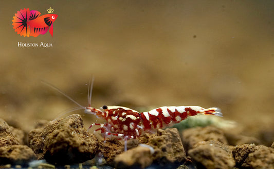 Red Tiger Fish Bone Caridina Shrimp - Grade SSS++