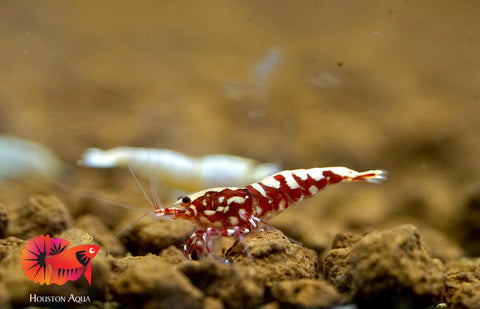 Red Tiger Fish Bone Caridina Shrimp - Grade SSS++