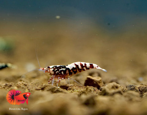 Red Tiger Fish Bone Caridina Shrimp - Grade SSS++