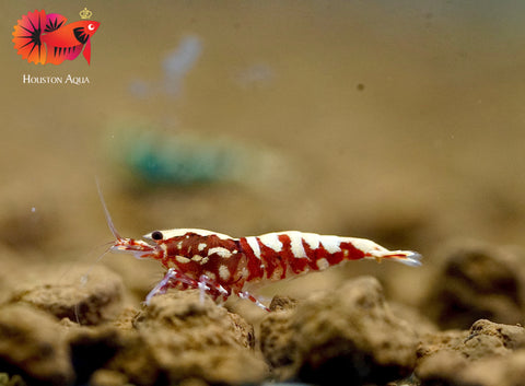 Red Tiger Fish Bone Caridina Shrimp - Grade SSS++