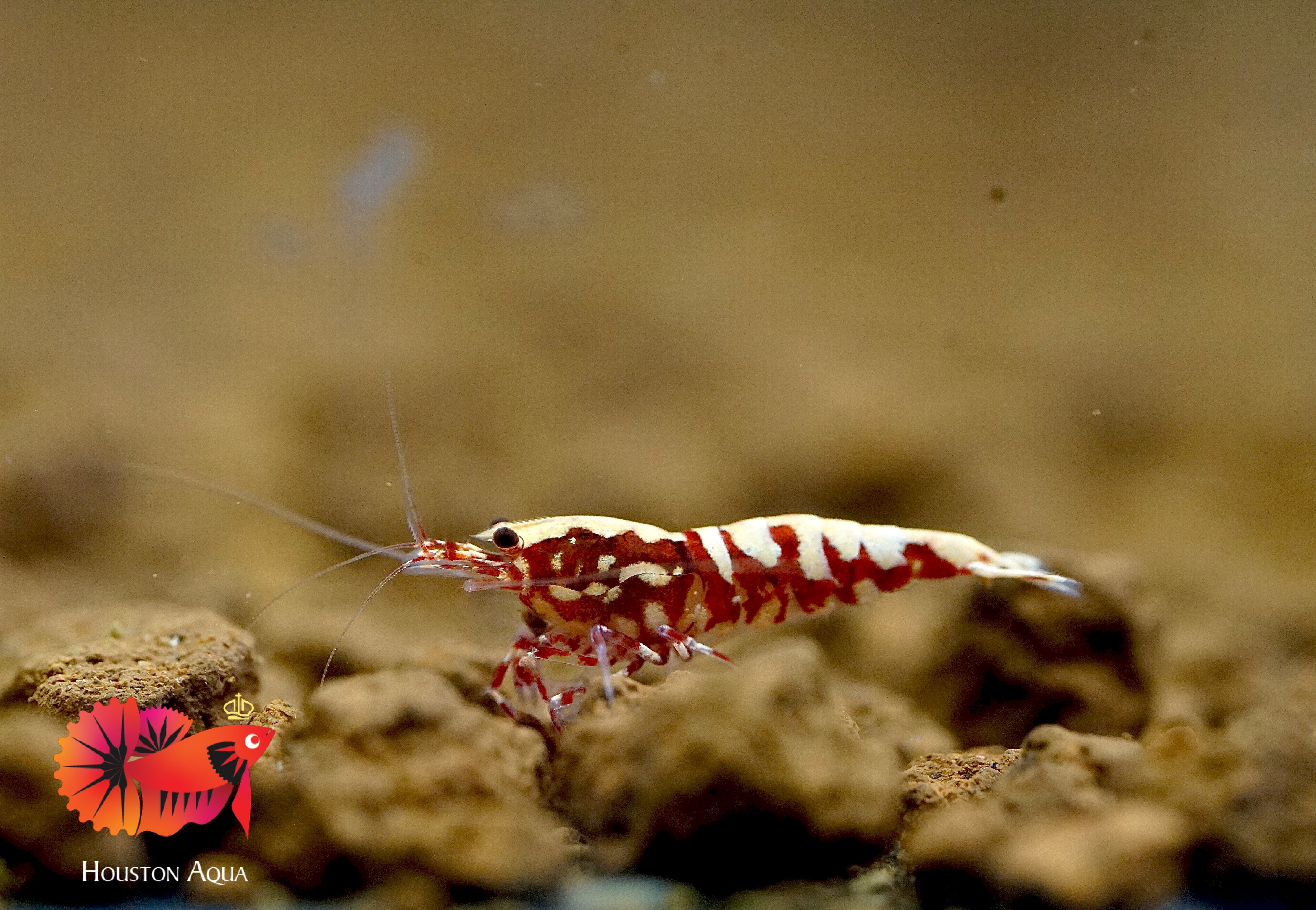 Red Tiger Fish Bone Caridina Shrimp - Grade SSS++