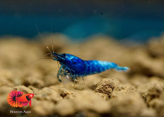 Blue Bolt Caridina Shrimp - Grade SSS++