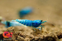 Blue Bolt Caridina Shrimp - Grade SSS++