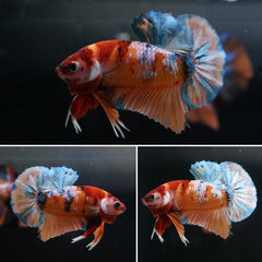 Nice Body Rainbow Candy Nemo Galaxy Halfmoon Plakat Tail - Live Aquarium Male Betta Fish