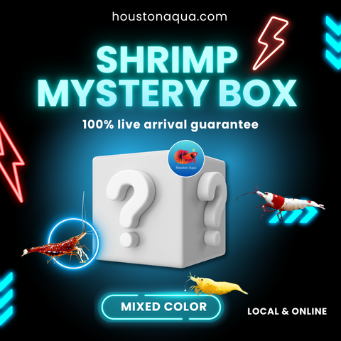 Mystery Box Neocaridina Freshwarter Shrimp High Quality