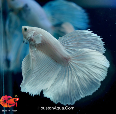 Dumbo Platinum Pearl White Over Halfmoon Live Male Betta Fish