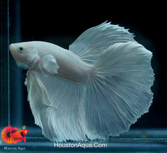 Dumbo Platinum Pearl White Over Halfmoon Live Male Betta Fish