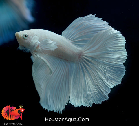 Dumbo Platinum Pearl White Over Halfmoon Live Male Betta Fish