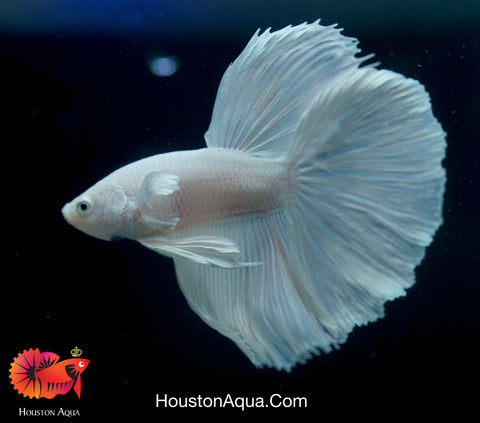 Dumbo Platinum Pearl White Over Halfmoon Live Male Betta Fish