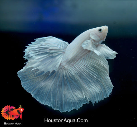 Dumbo Platinum Pearl White Over Halfmoon Live Male Betta Fish