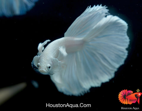 Dumbo Platinum Pearl White Over Halfmoon Live Male Betta Fish