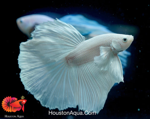 Dumbo Platinum Pearl White Over Halfmoon Live Male Betta Fish