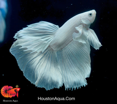 Dumbo Platinum Pearl White Over Halfmoon Live Male Betta Fish