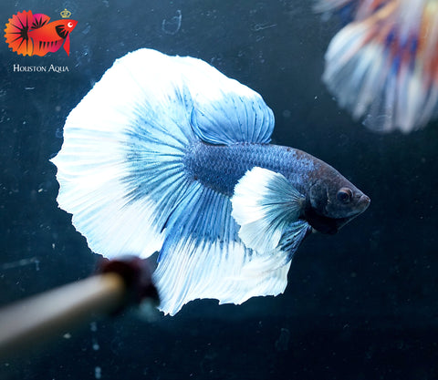 Blue Dumbo Butterfly Over Halfmoon Big Fan Tail - Live Male Betta Fish