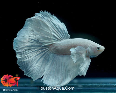 Dumbo Platinum Pearl White Over Halfmoon Live Male Betta Fish