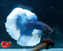 Blue Dumbo Butterfly Over Halfmoon Big Fan Tail - Live Male Betta Fish
