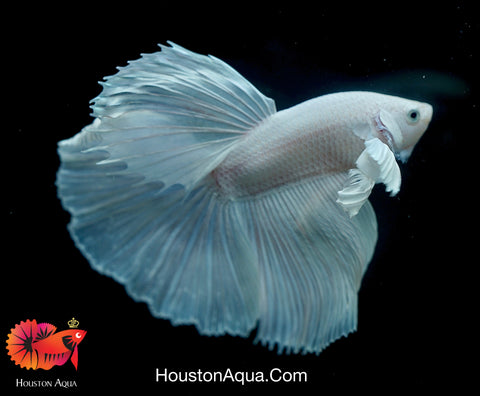 Dumbo Platinum Pearl White Over Halfmoon Live Male Betta Fish