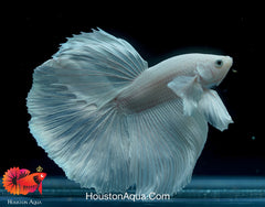 Dumbo Platinum Pearl White Over Halfmoon Live Male Betta Fish