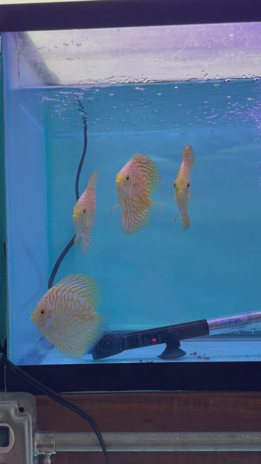 Yellow Pigeon Discus Size 3.5"-4"