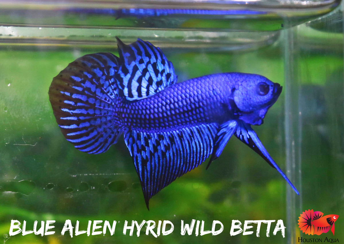 Royal Blue Alien Wild Betta Live Fish