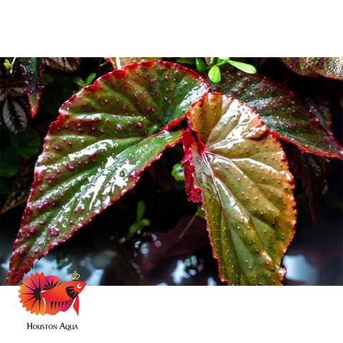 Begonia Arabian Sunset