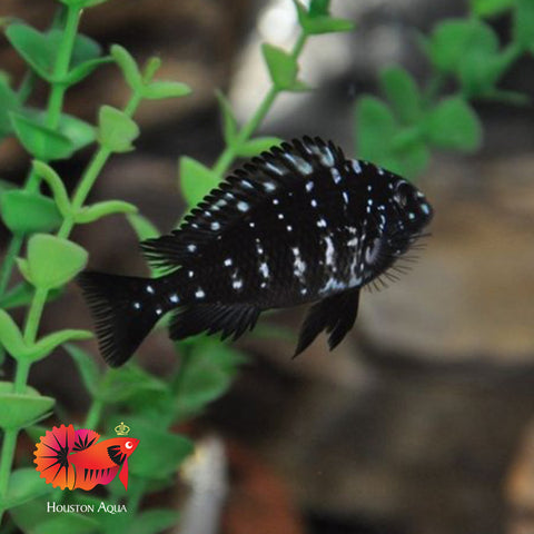 Duboisi Cichlid Size 1.2"