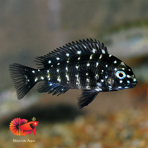 Duboisi Cichlid Size 1.2"