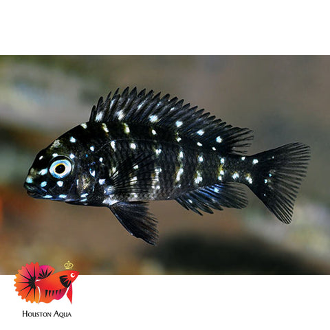 Duboisi Cichlid Size 1.2"