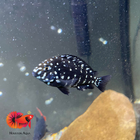 Duboisi Cichlid Size 1.2"